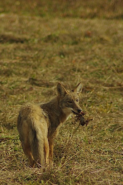 Coyote21.jpg