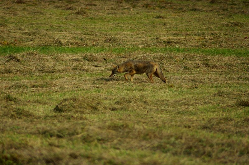 Coyote7.jpg