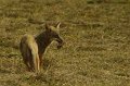 Coyote22